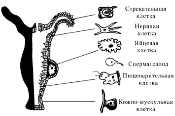 Браузер для кракен