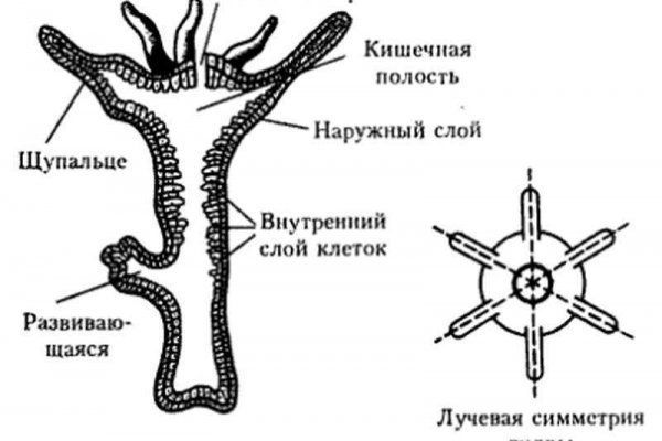 Сайт кракен закрыли